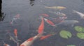 Koi fish in the pond