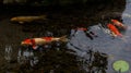 Koi fish in the pond