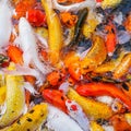 Koi fish in pond.