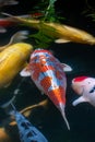 Koi Fish in the Portland Japanese Garden Royalty Free Stock Photo