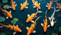 Koi Fish in Serene Pond Royalty Free Stock Photo