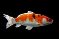 Koi fish Shiro Utsuri Koi fish Black background