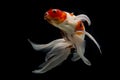 Koi fish Shiro Utsuri Koi fish Black background