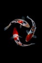 Koi fish showa Black background