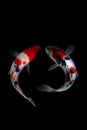 Koi fish showa Black background Royalty Free Stock Photo