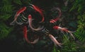 Koi fish in artificial ponds with green plants Royalty Free Stock Photo