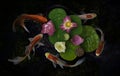 Koi fish swim with Nymphaea nelumbo flowers in bloom Royalty Free Stock Photo