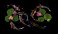 Koi fish swim with Nymphaea nelumbo flowers in bloom Royalty Free Stock Photo