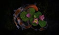 Koi fish swim with Nymphaea nelumbo flowers in bloom Royalty Free Stock Photo