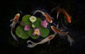 Koi fish swim with Nymphaea nelumbo flowers in bloom Royalty Free Stock Photo