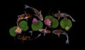 Koi fish swim with Nymphaea nelumbo flowers in bloom Royalty Free Stock Photo