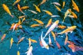 Koi Fish swim in pond. Fancy Carp or Koi Fish are red,orange. Top view Royalty Free Stock Photo