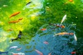 Koi Fish swim in pond. Fancy Carp or Koi Fish are red,orange. Top view Royalty Free Stock Photo