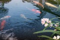 Koi fish swiming in pond, white orchid
