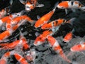 Koi fish swimming