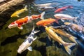 koi fish swimming around a popular feeding spot