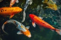 Koi fish swimming, Colorful decorative fish float in an artificial pond Royalty Free Stock Photo