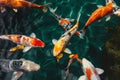 Koi fish swimming, Colorful decorative fish float in an artificial pond Royalty Free Stock Photo