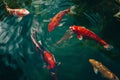 Koi fish swimming, Colorful decorative fish float in an artificial pond Royalty Free Stock Photo