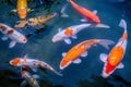 Koi fish swimming, Colorful decorative fish float in an artificial pond Royalty Free Stock Photo