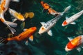 Koi fish swimming, Colorful decorative fish float in an artificial pond Royalty Free Stock Photo