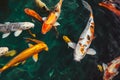 Koi fish swimming, Colorful decorative fish float in an artificial pond Royalty Free Stock Photo