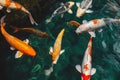 Koi fish swimming, Colorful decorative fish float in an artificial pond Royalty Free Stock Photo