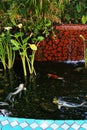 Koi fish swimming in a man made pond