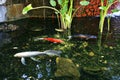 Koi fish swimming in a man made pond