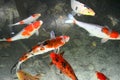 Koi fish swimming in pond. Royalty Free Stock Photo