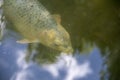 Koi fish swimming in pond at Chinese Garden in Garten der Welt Marzahn Berlin Germany Royalty Free Stock Photo