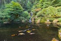 Koi Fish In Waterfall Pond At Japanese Garden
