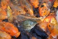 koi carp-a decorative form of domesticated carp Royalty Free Stock Photo