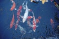 Koi fish swimming in the pond Royalty Free Stock Photo