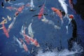 Koi fish swimming in the pond Royalty Free Stock Photo