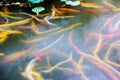 Koi Fish Swimming in Pond Royalty Free Stock Photo