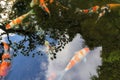 Koi Pond Reflection in Japanese Garden Royalty Free Stock Photo