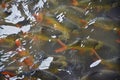 Koi fish swimming in water garden in Thailand. Fancy and colorful carp fish swimming close at feeding time, packed in a black pond Royalty Free Stock Photo
