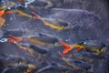 Koi fish swimming in water garden in Thailand. Fancy and colorful carp fish swimming close at feeding time, packed in a black pond Royalty Free Stock Photo
