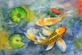 Koi Fish