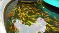 Koi Fish in Tu Sac Khai Doan pagoda Buon Ma Thuot, Daklak, Vietnam