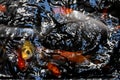 koi fish waiting for food Royalty Free Stock Photo