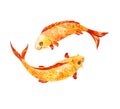 Koi fish, watercolor illustration isolated Royalty Free Stock Photo