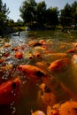 Koi fish in a zen pond for tranquil nature setting Royalty Free Stock Photo