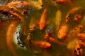 Koi fish in a zen pond for tranquil outdoor setting Royalty Free Stock Photo