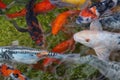 Koi fishes Royalty Free Stock Photo