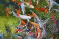 Koi fishes Royalty Free Stock Photo