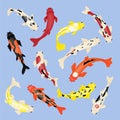 Koi fishes. Isolated nature fish, japan red carp. Chinese water animal, top view asian goldfish. Botanical garden