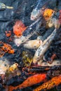 Koi fishes. Royalty Free Stock Photo