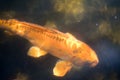 Koi fishes swim in an open pond Royalty Free Stock Photo